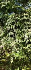Calocedrus formosana