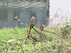 Nycticorax nycticorax