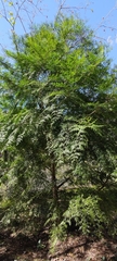Calocedrus formosana