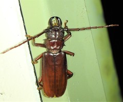 Cacodacnus planicollis