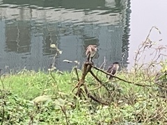 Nycticorax nycticorax