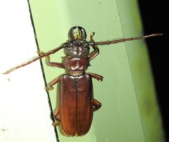 Cacodacnus planicollis