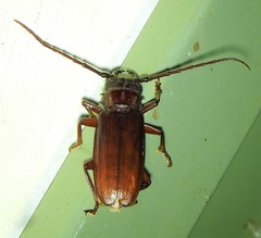 Cacodacnus planicollis