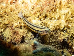 Tridentiger trigonocephalus