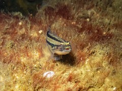 Tridentiger trigonocephalus