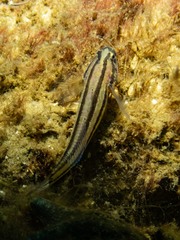 Tridentiger trigonocephalus