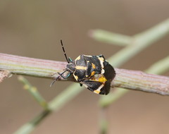 Aplerotus maculatus