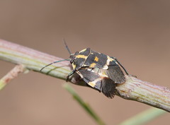 Aplerotus maculatus