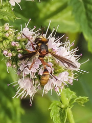 Physocephala marginata