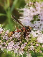Physocephala marginata