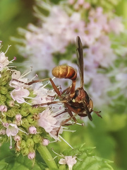 Physocephala marginata