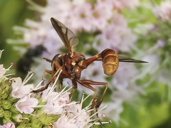 Physocephala marginata