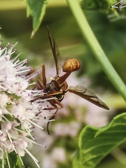 Physocephala marginata