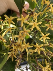 Tarenna dallachiana