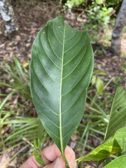 Tarenna dallachiana