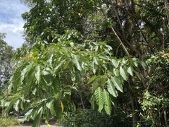 Tarenna dallachiana