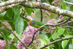Hypocharmosyna placentis