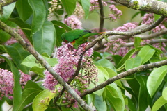 Hypocharmosyna placentis