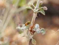 Eristalinus punctulatus