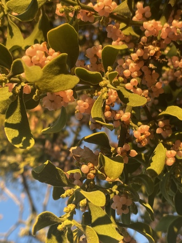 iNaturalist observation photo of leafy mistletoes