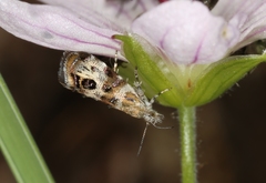 Neocaloreas multimarginata