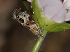 Neocaloreas multimarginata