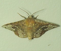 Canaea hyalospila