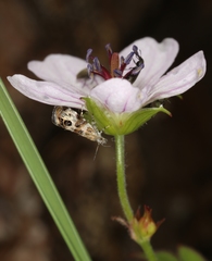 Neocaloreas multimarginata