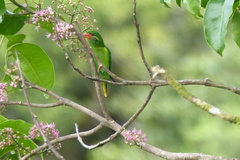 Hypocharmosyna placentis