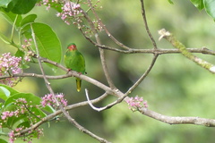 Hypocharmosyna placentis