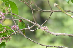 Hypocharmosyna placentis
