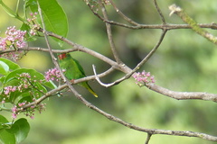 Hypocharmosyna placentis