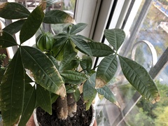 Magnoliopsida