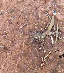 Eragrostis dielsii