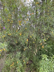 Solanum linearifolium