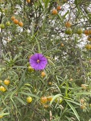 Solanum linearifolium