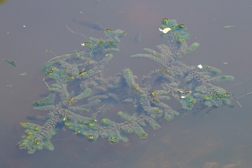 Ceratophyllum demersum, 2022-01-23