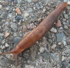Deroceras