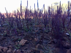 Eragrostis dielsii
