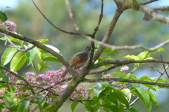 Xanthotis flaviventer
