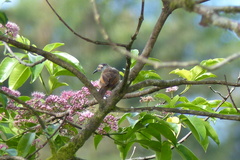 Xanthotis flaviventer