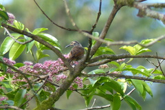 Xanthotis flaviventer