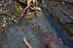 Agriocnemis exsudans
