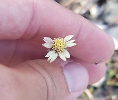 Tridax procumbens image