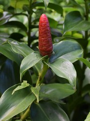 Costus woodsonii