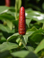Costus woodsonii