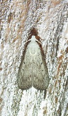 Meganola brunellus
