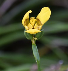 Trimezieae