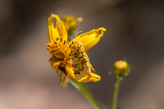 Chrysoecia atrolinea