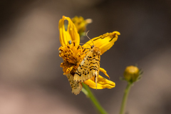 Chrysoecia atrolinea